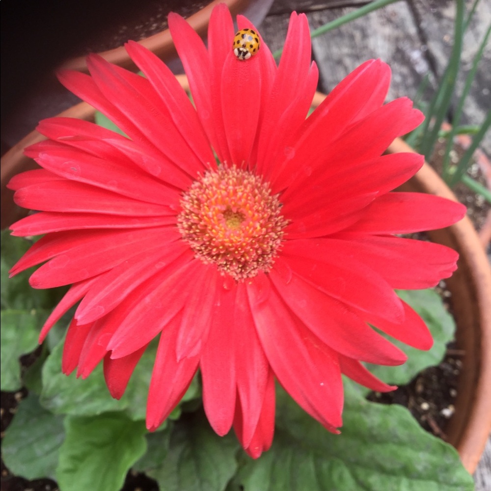 Meet your Posher, Christine